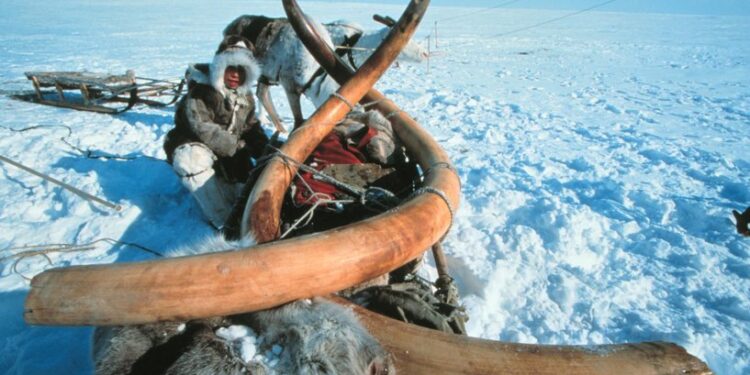 تجارب روسية ,,, (تشريح الماموث)