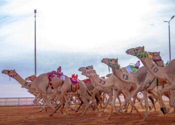 مهرجان الإبل بالسعودية يـــجذب 800 ألف زائر