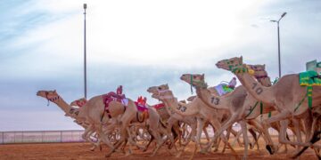 مهرجان الإبل بالسعودية يـــجذب 800 ألف زائر