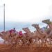 مهرجان الإبل بالسعودية يـــجذب 800 ألف زائر