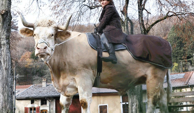 ثور في فرنسا لديه معجبون بعشرات الآلاف ,, ما قصته ! ؟