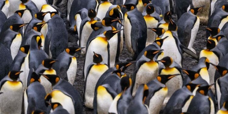 “البطريق الملك” مهدد بالانقراض