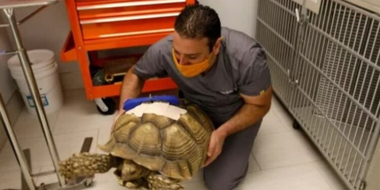 أمريكي يطعن سلحفاة أفريقية مدعيا “فقده للوعي” بسبب المخدرات