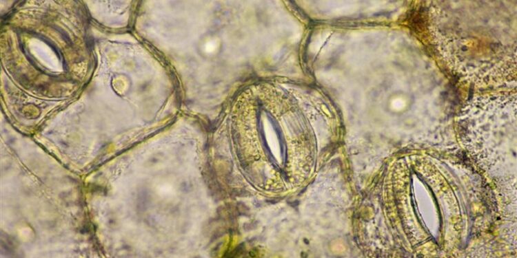 ظهور نباتات تتنفس من خلال أفــــواه تفتح وتغلق