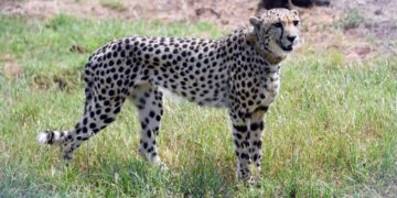 فهد هارب من محمية طبيعية يهاجم 15 شخصا
