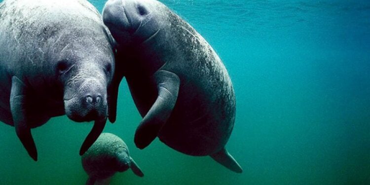 (700 نوع حيوان) يواجه خطر الانقراض