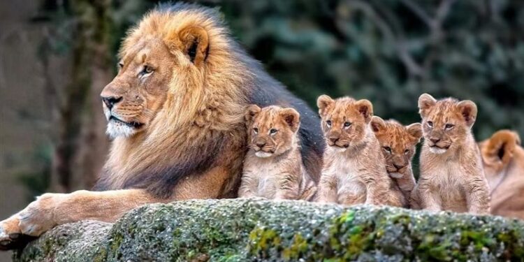 المغرب يعرض بقايا عظمية لأسود الأطلس المنقرضة