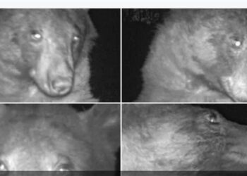 دب يلتقط لنفسه 400 صورة سيلفي