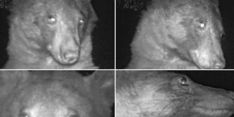 دب يلتقط لنفسه 400 صورة سيلفي