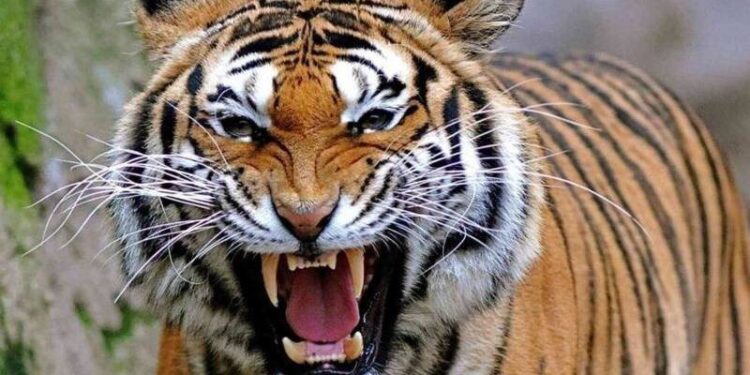 القضاء على “أنثى نمر” هاربة بجنوب إفريقيا هاجمت إنسانا وقتلت كلبين وخنزيرا