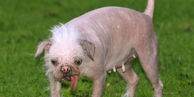 استعدادات لبدء مسابقة (أقبح كلب) في بريطانيا وجائزة للفائز