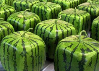 “لا مقطوعة ولا ممنوعة” فواكه نادرة بآلاف الدولارات لـ(الحبة)