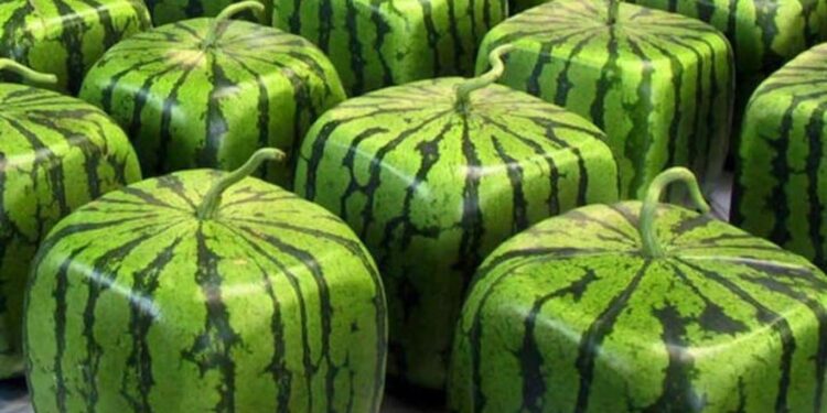 “لا مقطوعة ولا ممنوعة” فواكه نادرة بآلاف الدولارات لـ(الحبة)