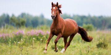علماء ينجحون في استنساخ حصان للسباق