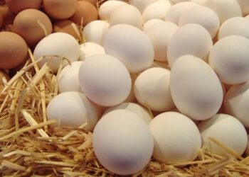 أزمة البيــض تصل أمريكا