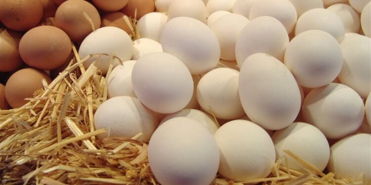 أزمة البيــض تصل أمريكا