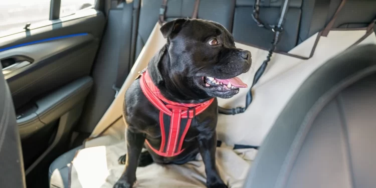 كلب يطلق النار على رجل في أمريكا ويُفقده حياته