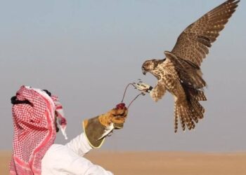 تجربة فريدة لـــصيد الحبارى في السعودية