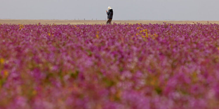 مشهد “غير مألوف” في السعودية