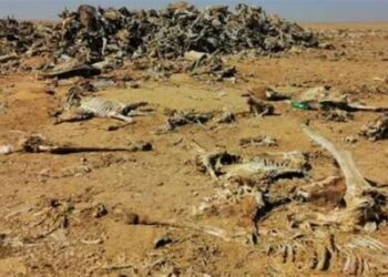 العثور على مقبرة لحمير مذبوحة في دولة عربية