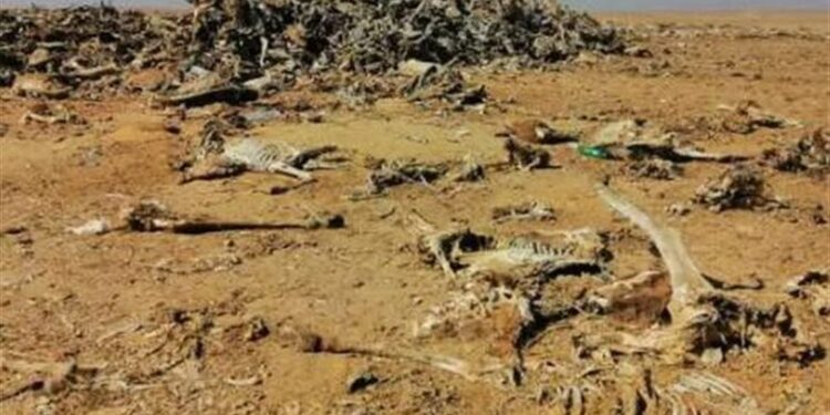 العثور على مقبرة لحمير مذبوحة في دولة عربية