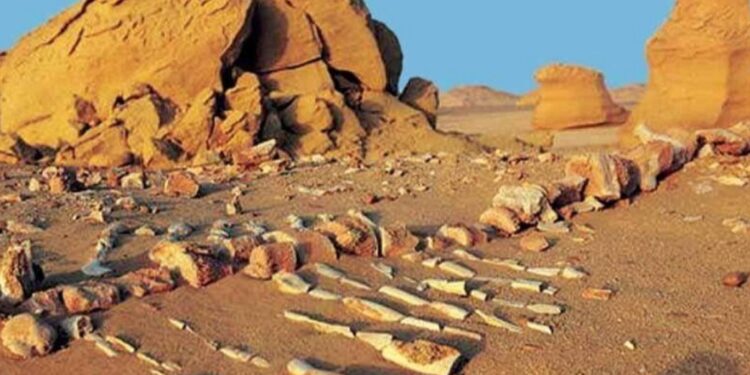 أول موقع تراث طبيعي تسجله “يونيسكو” في مصر .. محمية وادي الحيتان