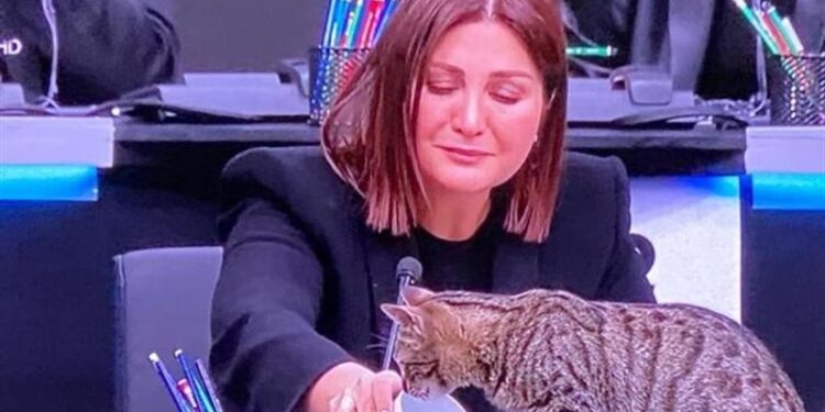 اقتحام قطة لــ”بث مباشرا” للتلفزيون التركي أثناء جمع تبرعات لضحايا الزلزال