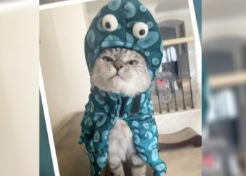 أشهر قطة تحقق ثروة بـ (100 مليون $) ,, لديها 4.4 مليون متابع