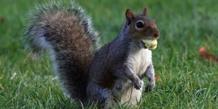 السناجب بدل الكلاب للكشــــف عن المخدرات