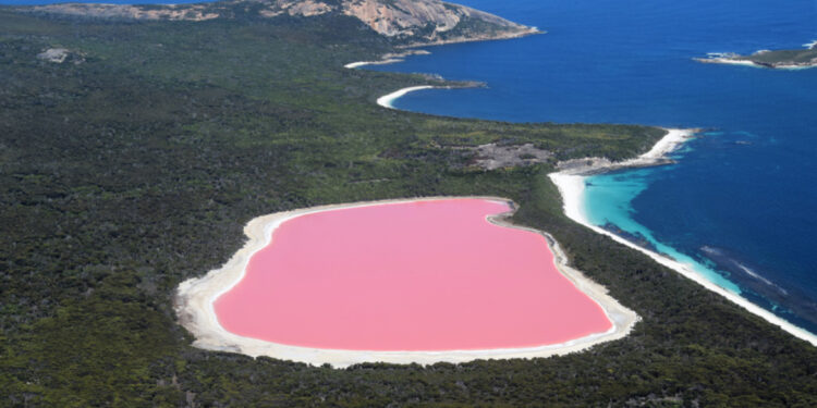 البحيرة الوردية في أستراليا  يتغير لونها بعد ارتفاع درجات الحرارة