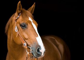 قصّة الحصان مع البشر رواية “العلماء والتاريخ”