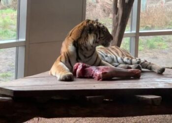 هل تفضل الحيوانات المفترسة لحوم الفقراء ؟