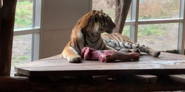 هل تفضل الحيوانات المفترسة لحوم الفقراء ؟