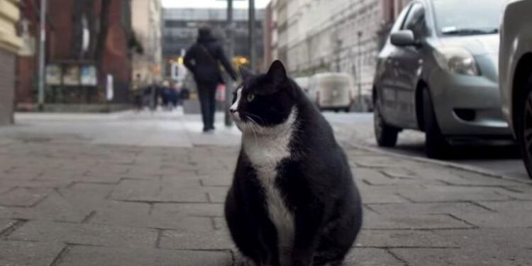 كيم كارداشيان القطط .. “جاسيك” يجذب السائحين لمدينة بولندية