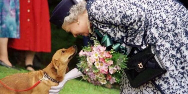 معرض صور يوثق صداقة العمر .. “الملكة إليزابيث وكلابها”