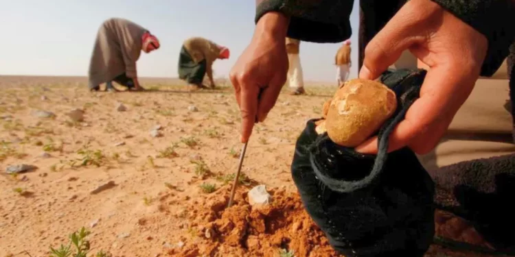 مقتل 3 سوريين من جامعي الكمأ وخطف 25 آخرين بهجوم لداعش