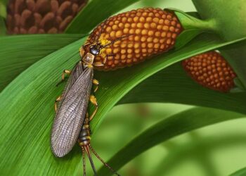 اكتشاف حشرات يعود تاريخها إلى أكثر من 280 مليون سنة