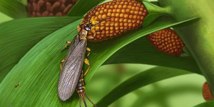 اكتشاف حشرات يعود تاريخها إلى أكثر من 280 مليون سنة