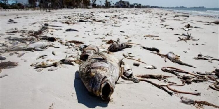 المد الأحمر في فلوريدا يداهم آلاف العائلات الأمريكية على الشاطئ