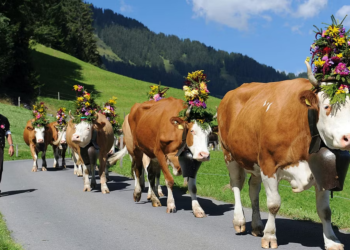 سويسرا ترصد إصابة بمرض جنون البقر‭ ‬اللانمطي