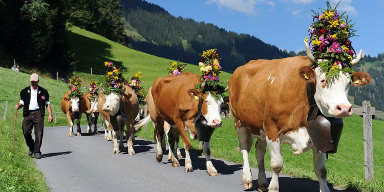 سويسرا ترصد إصابة بمرض جنون البقر‭ ‬اللانمطي