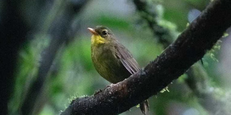 طائر انقرض منذ 24 سنة و يعـــاود الظهور حالياً
