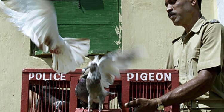 شرطة ولاية هندية متمسكة بـ”أقدم وسيلة للتواصل”… ” الحمام الزاجل”