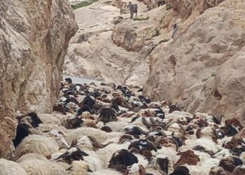 إحباط عملية تهريب أكثر من 600 رأس غنم في نينوى