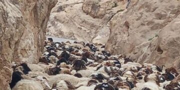 إحباط عملية تهريب أكثر من 600 رأس غنم في نينوى