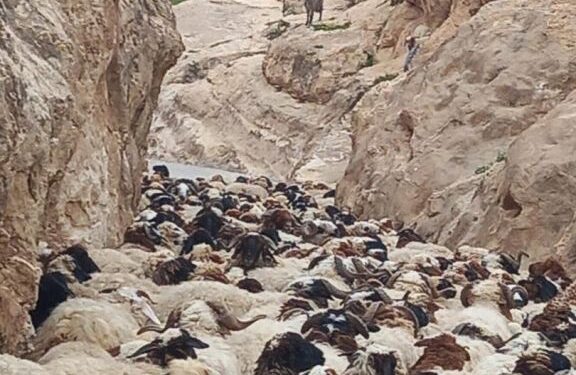 إحباط عملية تهريب أكثر من 600 رأس غنم في نينوى