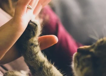 الكلاب والقطط تصلح ما أفسدته الحرب