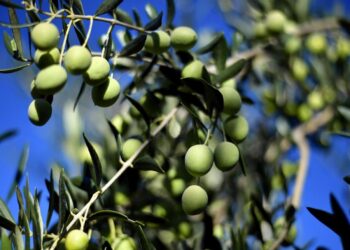 غصن الزيتون,,, أكثر من مجرد رمز للسلام