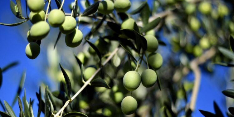 غصن الزيتون,,, أكثر من مجرد رمز للسلام