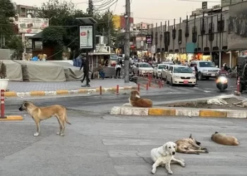 إحصائية مرعبة عن “هجمات الكلاب الضالة” في العراق